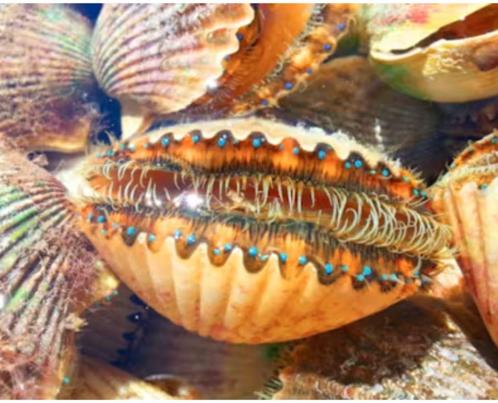 July 10th, opening day of Pasco County scallop season just opened up! Who wants to book it  and get the first scallops of the year? Call or message Captain Vic at 352-667-4393.