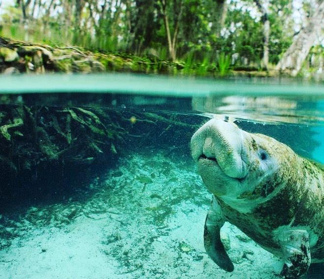 Try us out this Summer 🌞 and embark on an exciting journey down the beautiful Weeki Wachee River! 🚣🏼‍♂️🍃You may spot one of these guys along the way! Check out our Summer rates NOW 🤗 #weekiwachee #boat #boating #manatee #weekiwacheeboatingco