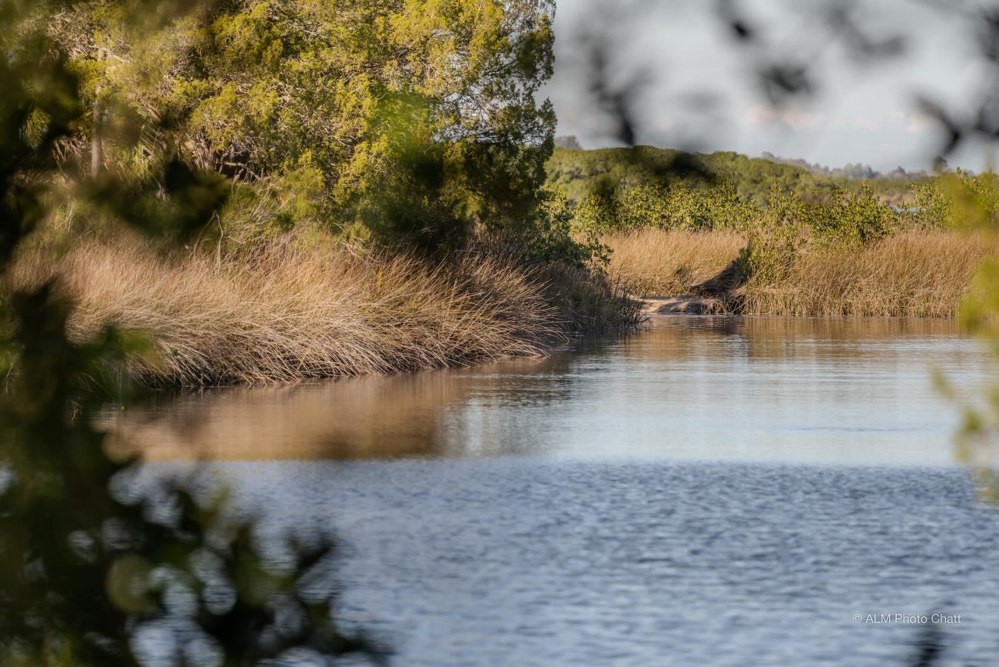 Pictures along the marsh around Weeki Wachee in Hernando County, Florida. #nikon #nikonphotography #nikonz7ii #nikon300mm #weekiwachee