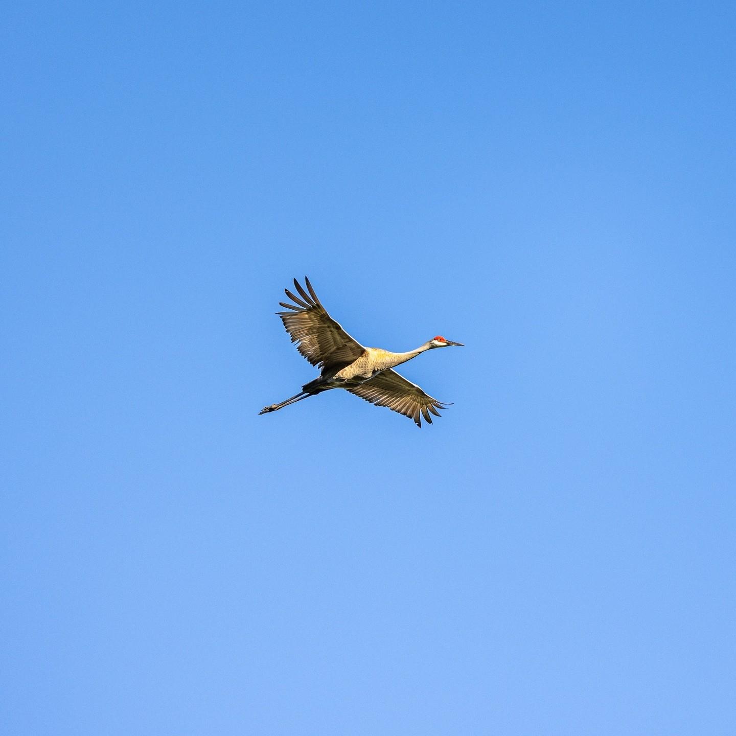 Flying by to say hello this #WildlifeWednesday!⁠
⁠
Spring on Florida's Adventure Coast brings Sandhill Cranes to the area on migration. Have you spotted one in Brooksville or Weeki Wachee lately?⁠
⁠
📷: @jordanhandwerker13⁠
⁠
.⁠
⁠
.⁠
⁠
.⁠
#FLAdventureCoast #florida #floridatravel #weekiwachee #tampa #centralflorida #wildlife #birdphotography #sandhillcrane #brooksville #wildflorida