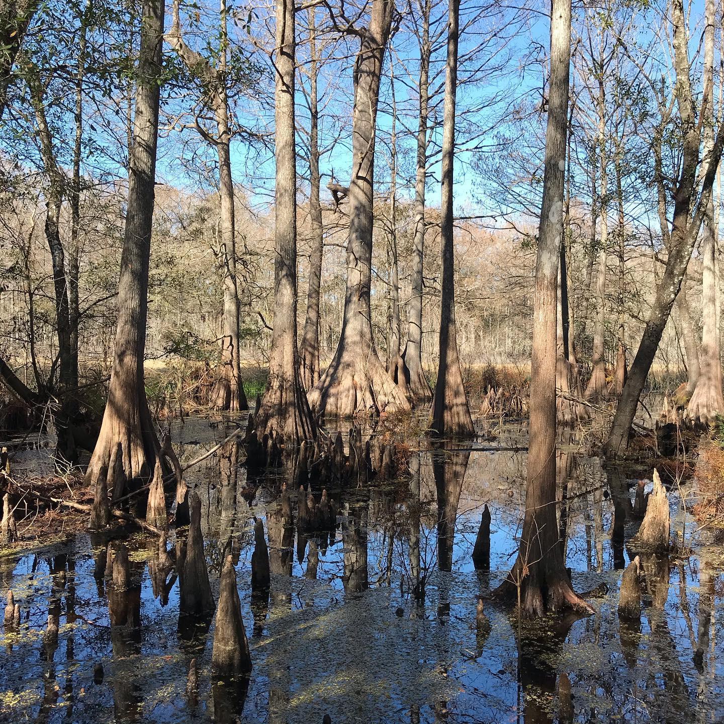 Make time in the New Year for exploring. Visit the beautiful Cypress Lakes Preserve #eslhernando #floridatrail #floridawildlifecorridor #flnativeplants #fladventurecoast #wildlifephotography #hiking
