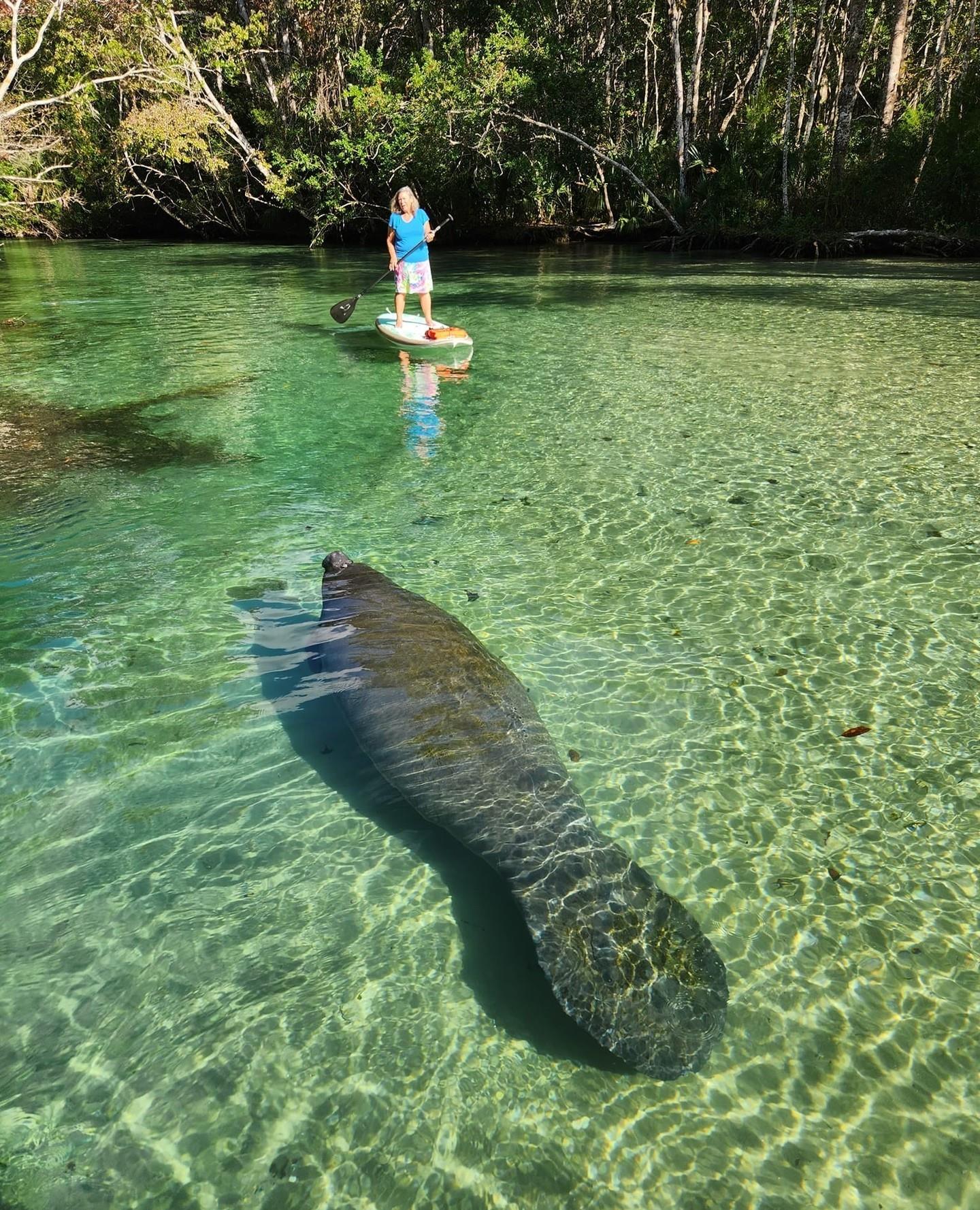 It's always amazing to see manatees on the river! 🌟🌊 Watch from a distance and protect these precious mermaids.⁠
⁠
📸: @supweeki⁠
⁠
⁠
⁠
#FLAdventureCoast #weekiwachee #manatee #weekiwacheespring #floridaspring #loveFL #florida #sunshinestate #hernandocounty