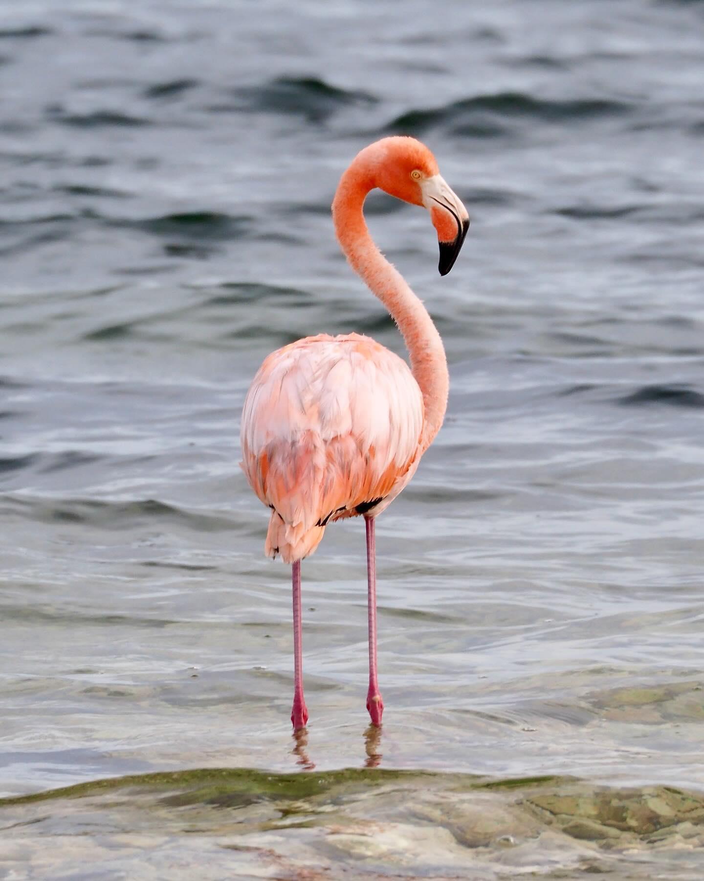 "Just Passing through. A special highlight to the end of the year, this Flamingo decided to make a stop in Hernando Beach and hang out for a couple weeks.."⁠
⁠
A beautiful sighting on #FLAdventureCoast! 📷 Captured by @briankellyart⁠
⁠
.⁠
.⁠
.⁠
#Flamingo #hernandobeach #weekiwachee #loveFL #floridawildlife