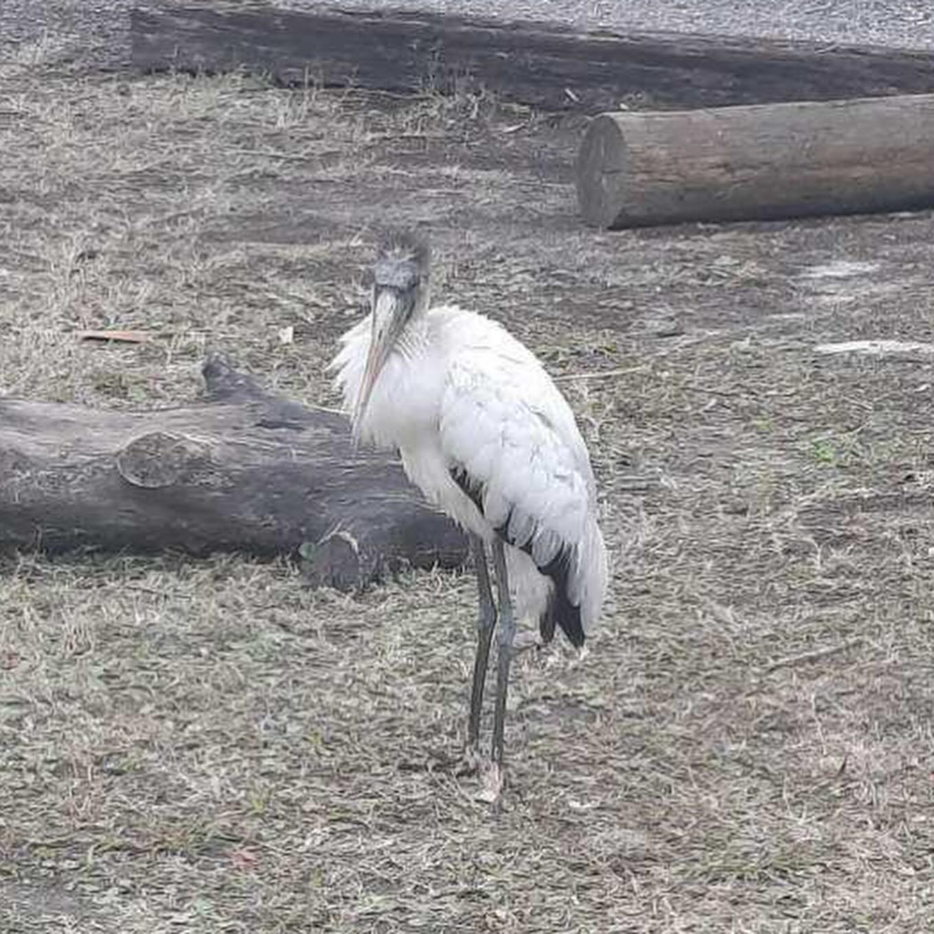 A rare spotting at Mary’s this week! A baby wood stork!!!