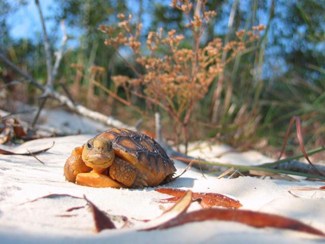 Happy #NationalWildlifeDay! 🐢 Today, let's celebrate the incredible diversity of wildlife right here on Florida's Adventure Coast. Our little gopher tortoise friend is just one of many amazing creatures you can discover. Come explore and appreciate nature's beauty. 

#FloridaAdventureCoast #WildlifeWednesday #GopherTortoise