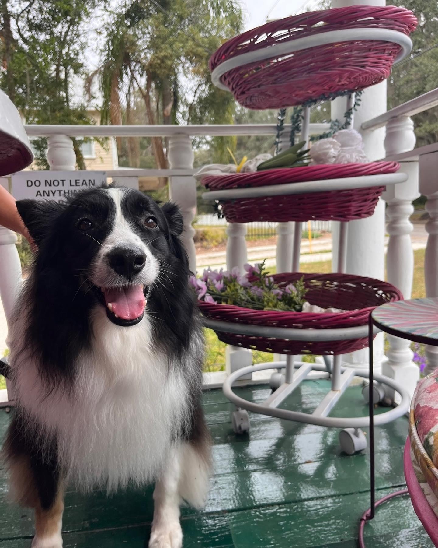 Swipe right for cuteness overload! Did we mention we’re dog friendly? Our customers love our crêpes, and so do their furry friends! We offer pup cups, any assortment of fruit or just a bowl of water on a hot, summer day ☀️