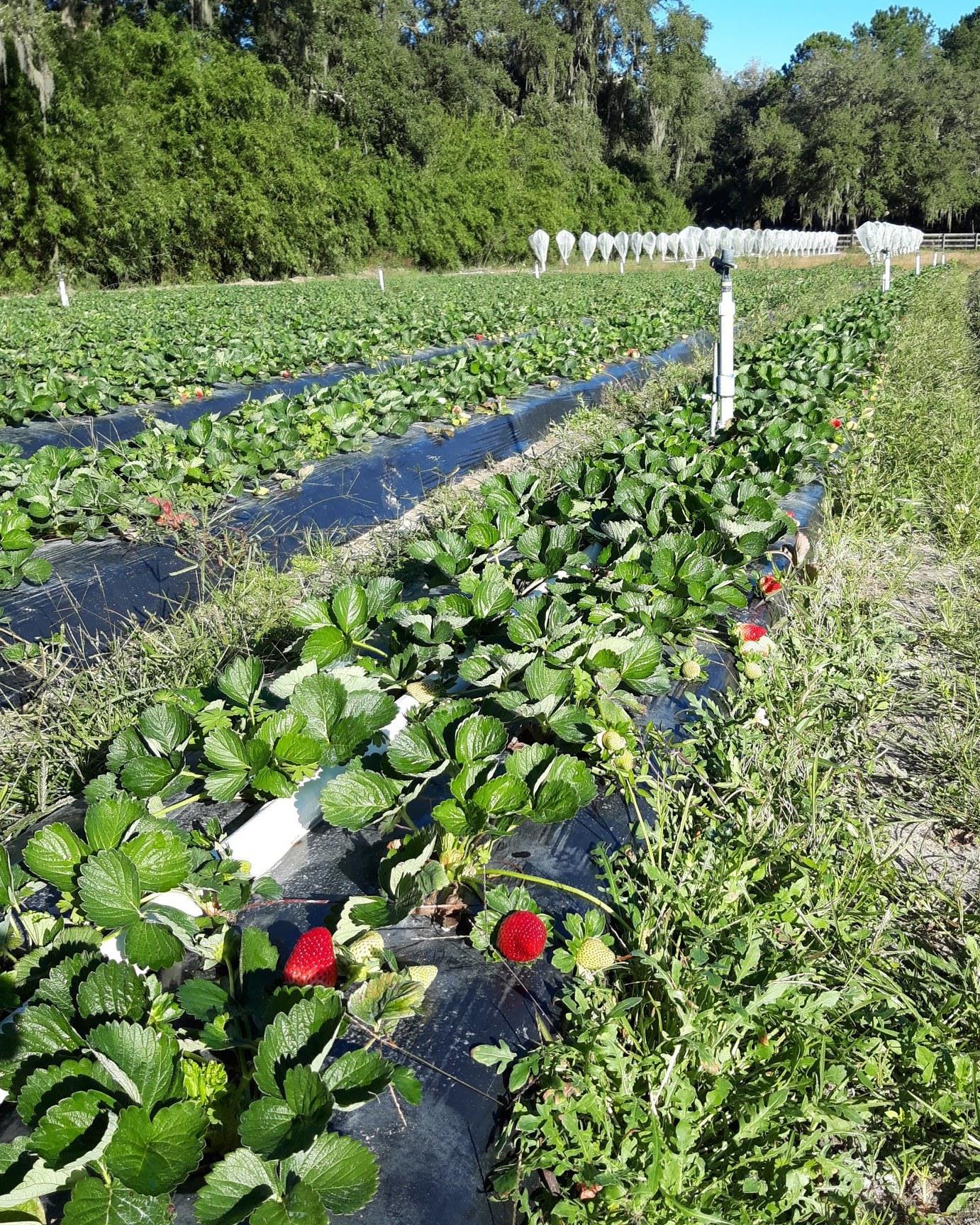 For a place to celebrate #DrinkWineDay, look no further than Masaryk Winery! This picturesque farm in Masaryktown offers wine tasting, u-picking and a farm-to-table restaurant all in one. 🍷🍃

This time of year, visitors can enjoy brunch, lunch and homemade desserts in the restaurant, pick fresh strawberries, buy a wide variety of produce and sip local wine made from the strawberries, blueberries and blackberries grown on the farm. 🍓

✨ Our tip: Keep an eye out for upcoming live music nights and crafts shows coming up!

More info: www.masarykwines.com

#FLAdventureCoast #Brooksville #brooksvillefl #hernandocounty #thisishernando #floridawine #strawberries #upick #winery #floridatravel #lovefl #floridalife