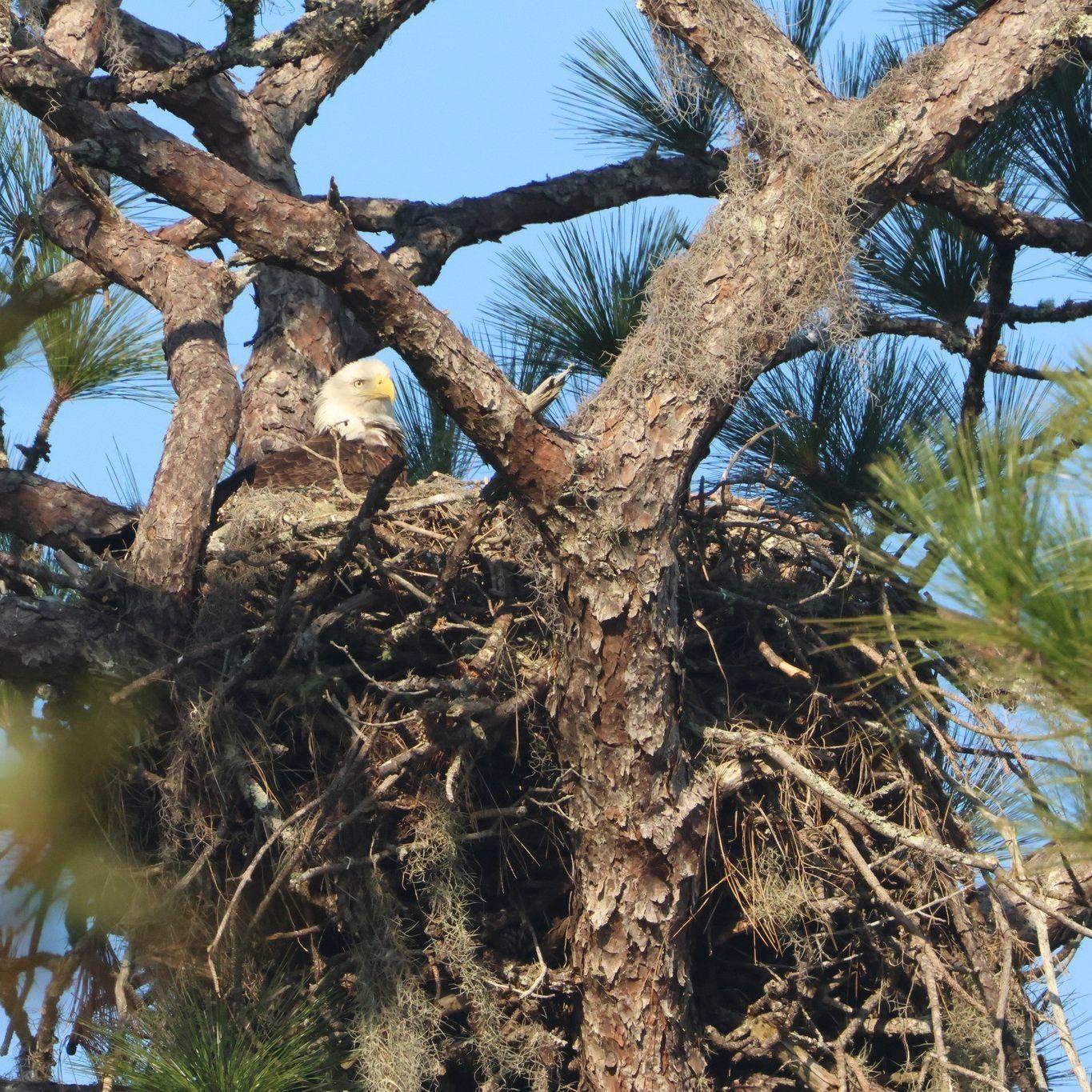 At the Chinsegut Conservation Center, visitors can enjoy educational programs and guided hikes offered throughout the year, as well as seasonal outdoor skills programs for all ages. 🍃🦋⁠
⁠
This Saturday, January 6th, join the staff at Chinsegut for a guided hike and celebrate #NationalBirdDay! The hike will begin at the Big Pine Tract entrance located at 12060 Old Crystal River Rd, and guests will be able to walk the the 1.3 mile Longleaf Loop, or 2.5 miles to see an active Bald Eagle’s nest. 🦅⁠
⁠
Registration is required - Visit the link in our bio to learn more!⁠
⁠
.⁠
.⁠
.⁠
#FLAdventureCoast #Brooksville #brooksvillefl #florida #floridawildlife #wildlifewednesday #weekiwachee #hernandocounty #chinsegut #wildflorida ⁠