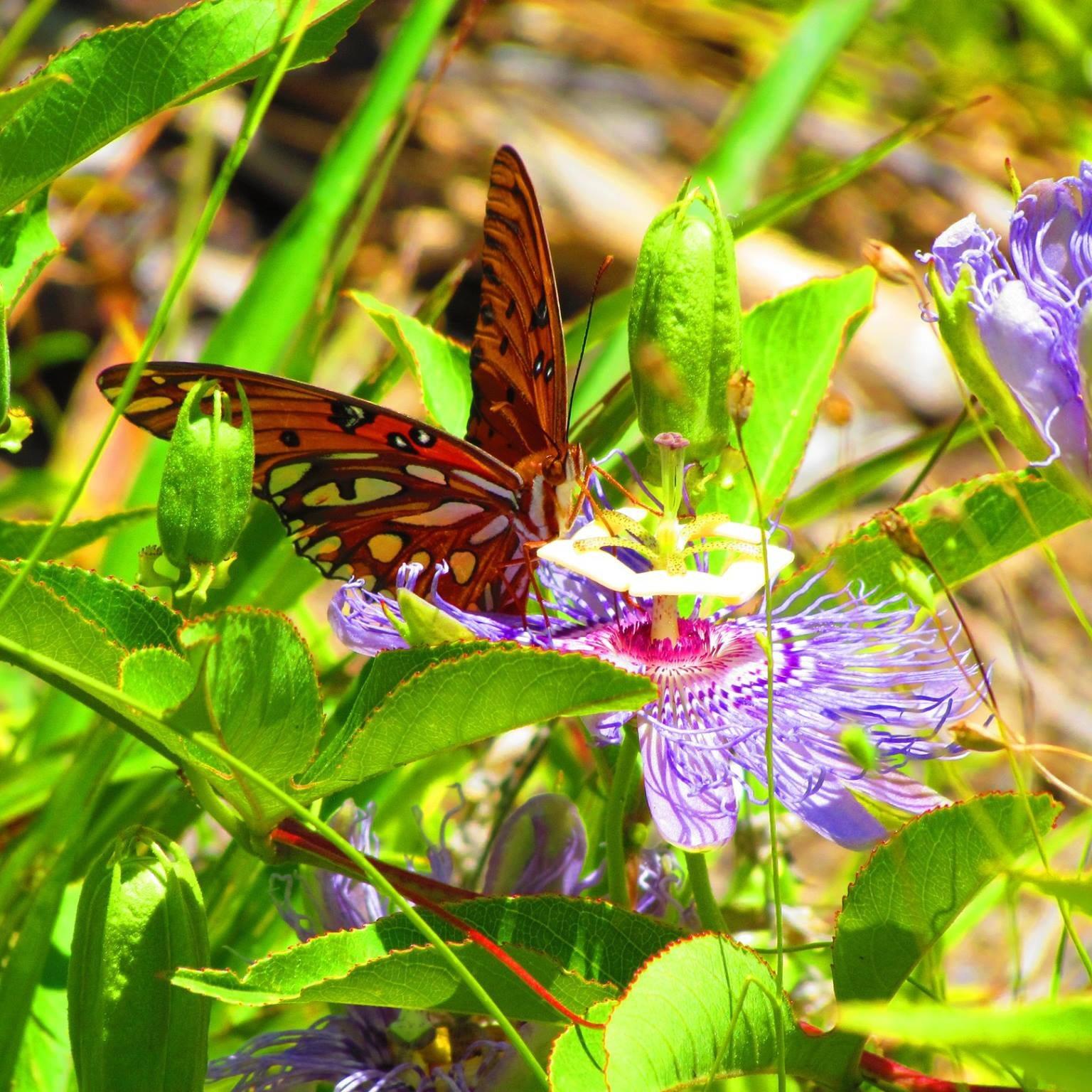 Spring has officially sprung on Florida’s Adventure Coast, Brooksville–Weeki Wachee! 🌸☀️ 

Take a walk though the Nature Coast Botanical Gardens, enjoy the azaleas in bloom at Chinsegut Hill Historic Site, or make plans for u-picking flowers this May in Brooksville!

.
.
.
#FirstDayofSpring #FLAdventureCoast #Brooksville #WeekiWachee #botanicalgarden #florida #wanderlust