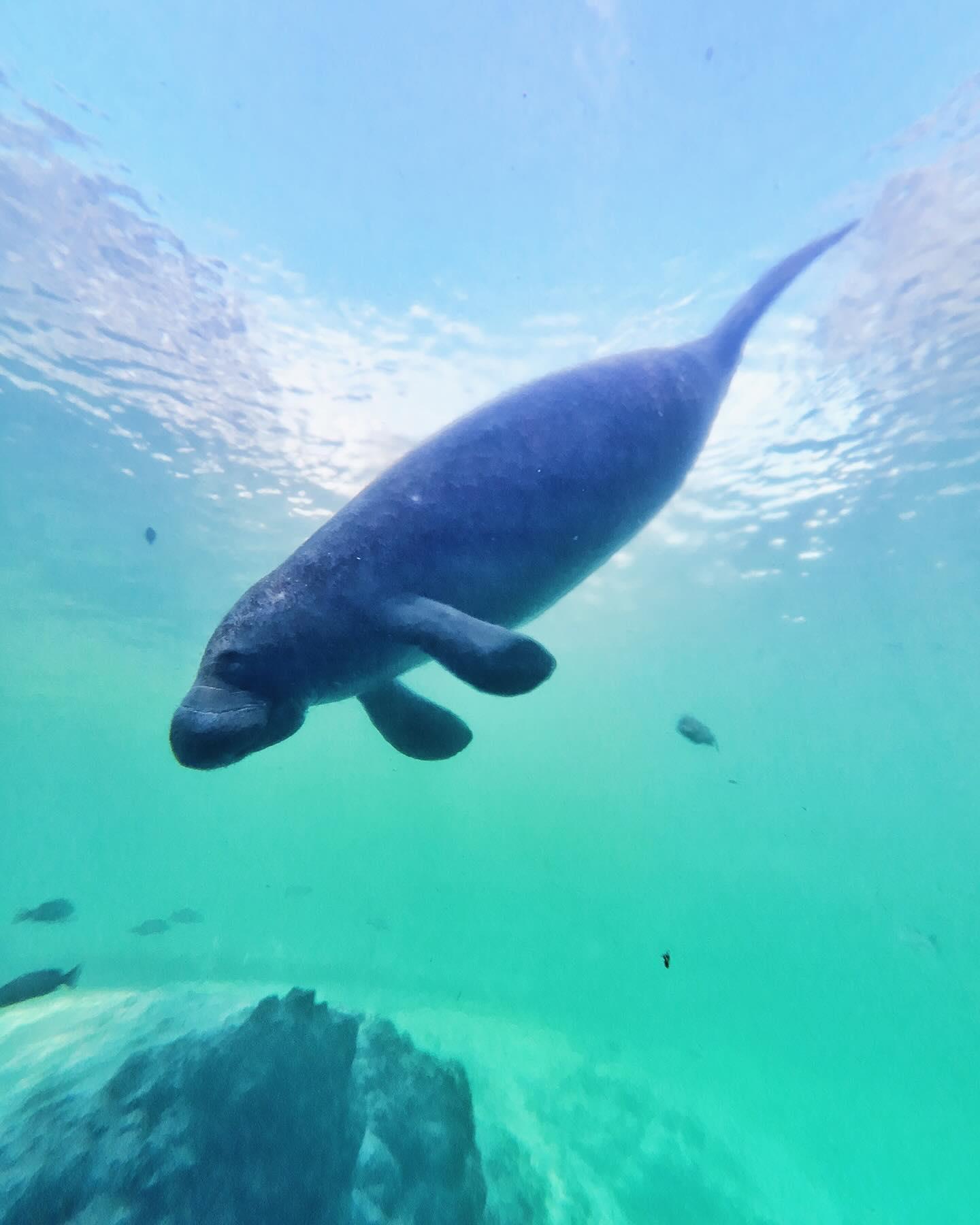 The best part of travel is meeting the friendly locals! 🌊⁠
⁠
As cool temps brings manatees into the warm waters of Weeki Wachee, it's a perfect time to catch a sight of these marvelous creatures.⁠
⁠
The best way to enjoy their company is to observe from a distance, giving them plenty of space to move freely in their habitat. ✨️ Have you seen any manatees in Weeki Wachee?⁠
⁠
📸 credit: @andrewjamesferris and @innovationbound⁠
⁠
#FLAdventureCoast #WeekiWachee #HernandoCounty #manatee #manateeseason
