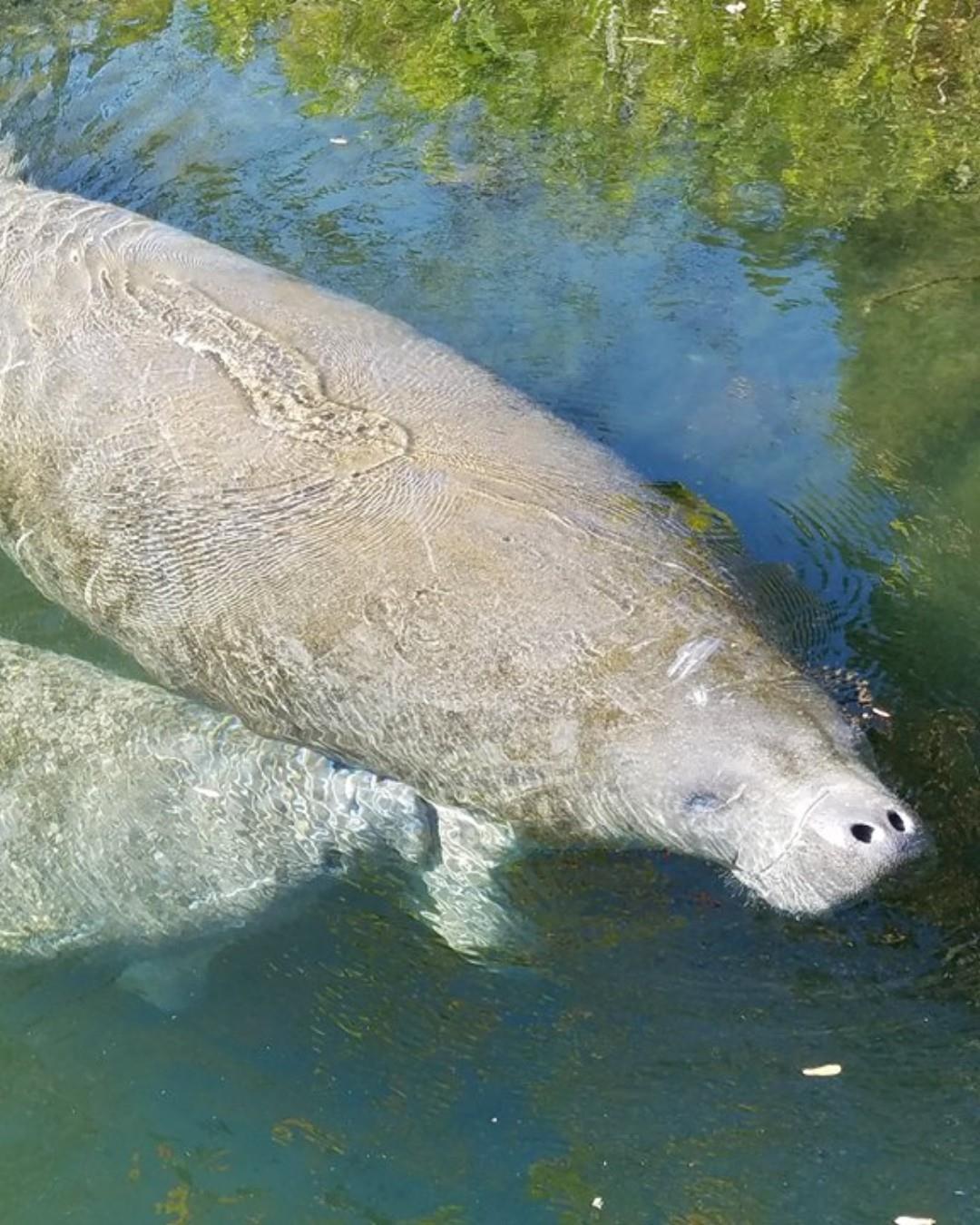 ✨ Discover the magic of Florida’s Adventure Coast! ✨

From crystal-clear springs 🌊 to forest trails 🌿 and golden shorelines 🌅, beauty is around every corner. Treat these places with care—just like a local 💙—and help keep them amazing for everyone.

Adventure is calling… are you in? 🧭
👉 Check out the link in bio for more info + tips!

#FLAdventureCoast #WeekiWachee #LoveItLikeALocal #ExploreFlorida #DiscoverFL #FamilyTravel