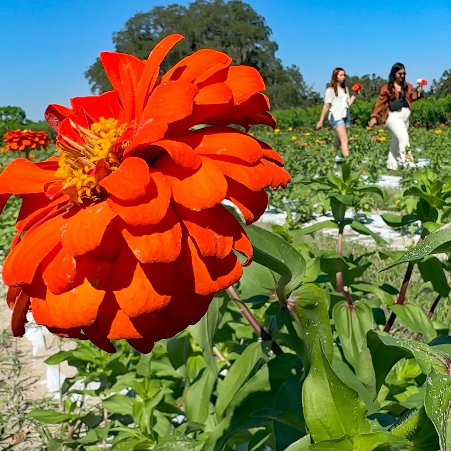 Experience some of the best outdoor attractions this October and celebrate Greenways and Trails Month!⁠
⁠
Fall is here, and its the perfect time to explore #FLAdventureCoast nature and trails. Discover scenic views, wildlife encounters and historical landmarks along the way at some of these local attractions:⁠
⁠
1️⃣ @sweetfieldsfarm⁠
2️⃣ The Weekiwachee Preserve⁠
3️⃣ Croom Motorcycle Area⁠
4️⃣ The Bayport - Linda Pedersen Paddling Trail⁠
5️⃣ @flgxtampa⁠
⁠
Discover more family-friendly ways to explore nature and trails on Florida’s Adventure Coast at the link in our bio. ✨⁠
⁠
#Florida #loveFL #weekiwachee #brooksville #hernandocounty #tampabay #centralflorida #floridaoutdoors #exploreflorida #wildflorida