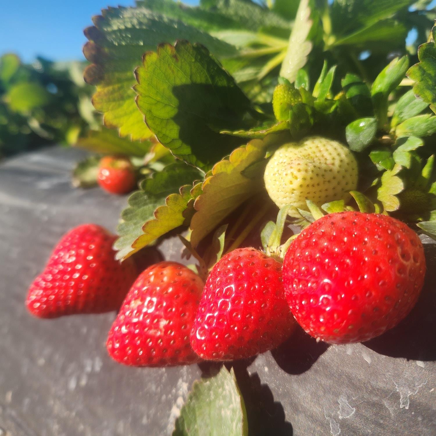 🍓We are OPEN for Strawberry Picking this weekend! The field is full of fresh berries ready to be picked!🥰

🕘We are OPEN Thursday, February 26th, 2026, through Sunday, March 1st 2026, from 9am to 4pm, pending weather!🌧

📣Saturday looks to be rainy so please call ahead the night before or the morning of to see when we will open!⛈️