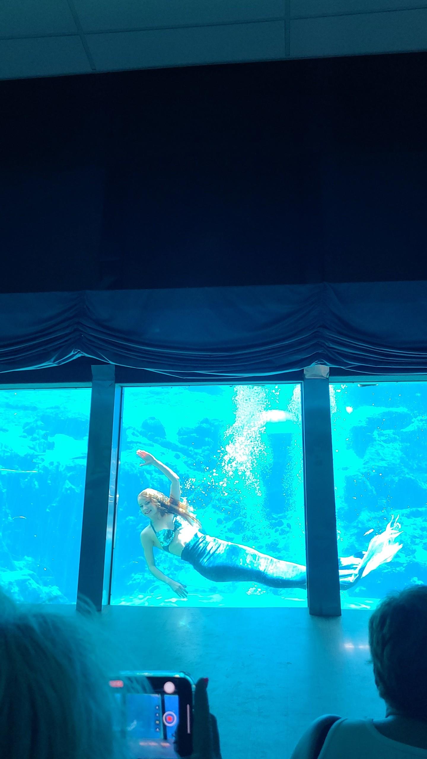 Stepping into the magical world of Weeki Wachee’s mermaids today was an absolute dream! 🌊 The show is as mesmerizing as I imagined, but make sure to plan ahead – it gets busy, especially when school’s out. 🎟️

Live Mermaid Show at the State Park, just 12 minutes from our Airbnb houses.

#MermaidMagic #TravelWithFamily #FloridaAdventures #UnderwaterWonder #ExploreFlorida