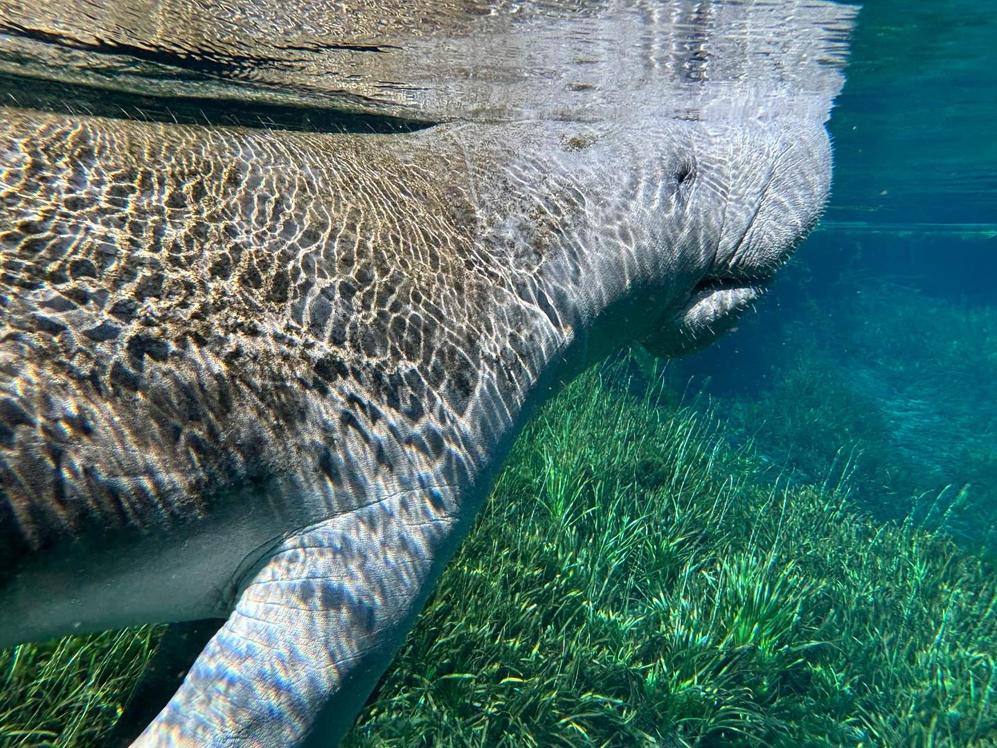 Happy World Wildlife Day! 🌎💚 From gentle manatees to playful otters, Weeki Wachee is home to some of Florida’s most incredible wildlife. Every paddle, every splash, and every quiet moment on the river is a chance to witness nature up close.

Let’s protect it, respect it, and keep it wild.