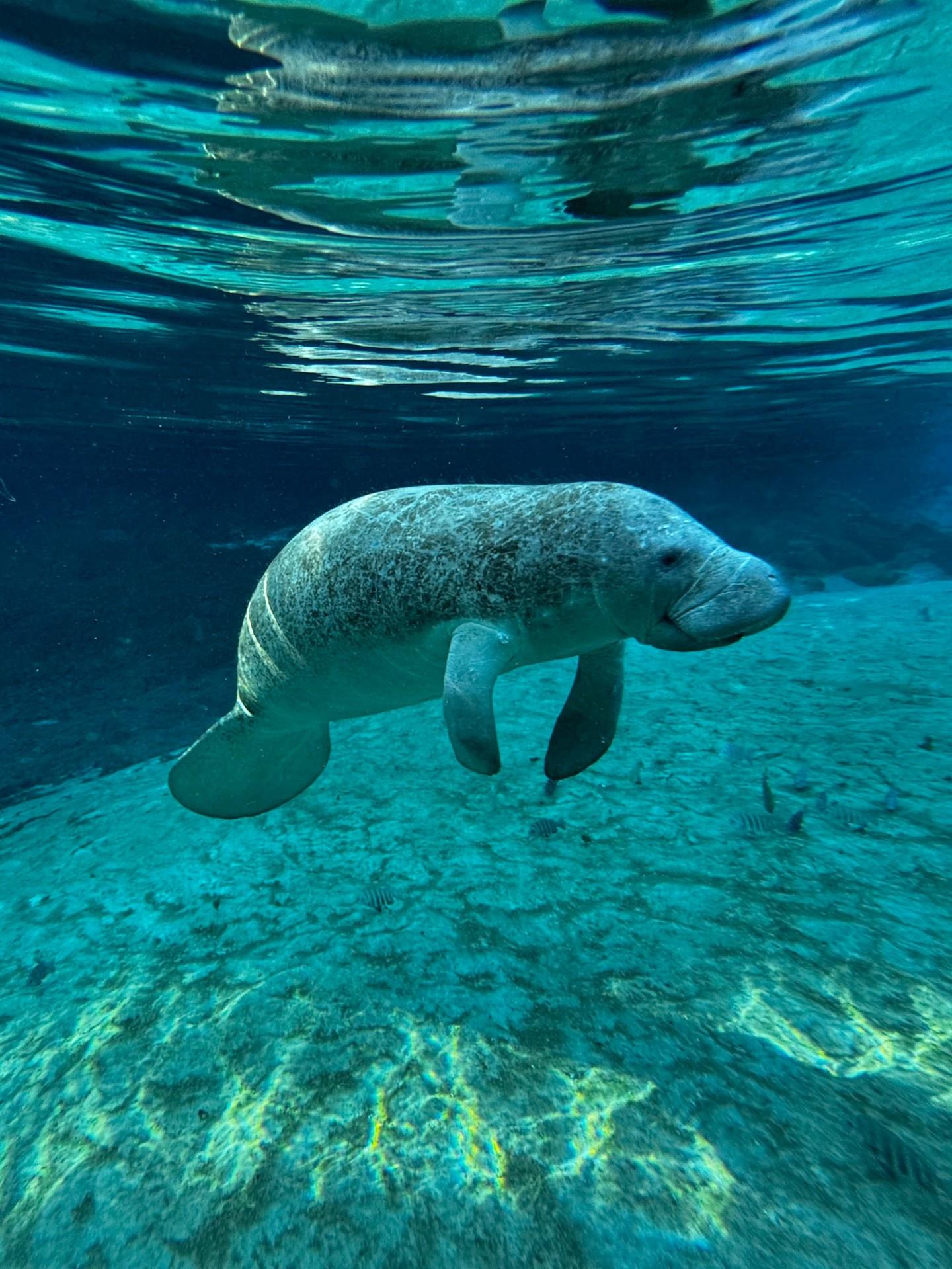 As coastal waters cool in the winter months, manatees will move further inshore in search of warmer waters. 🌊 ❄️ 

Consistently warm temperatures often draw the creatures to Florida’s natural springs and spring-fed rivers, including Weeki Wachee Springs, where wild manatees are even known to share the stage with Weeki Wachee Springs Mermaids from time to time. 🧜 

✨ Let's cherish our gentle manatees and keep the Weeki Wachee River beautiful for generations to come!

#FLAdventureCoast #Manatee #WeekiWachee #ProtectManatees #LoveFL