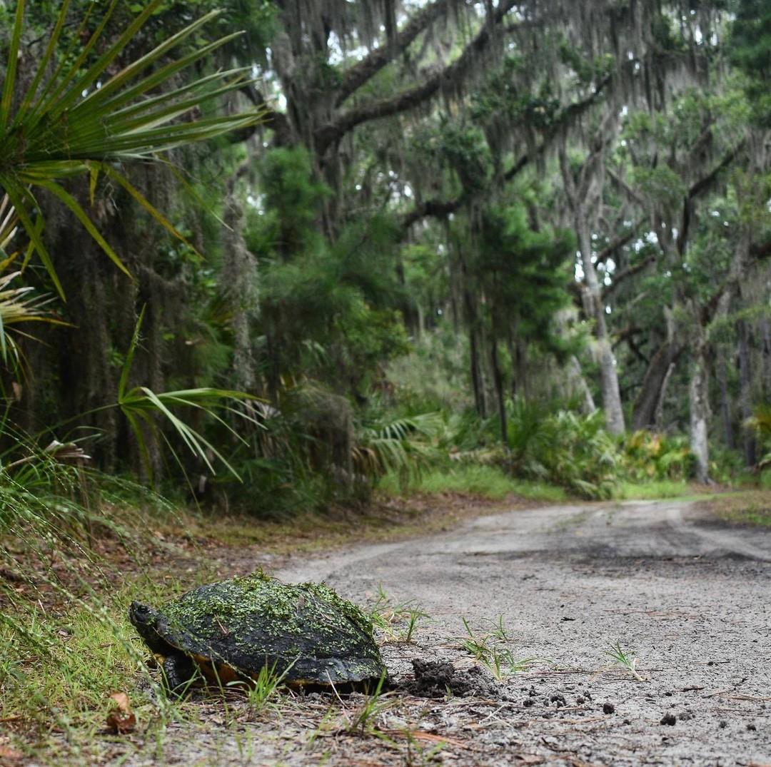 Want to liven up your Saturday itinerary? Head to Hunting Island State Park and embark on a tour of the beautiful St. Phillips Island via stphillipsislandferry & coastalexpeditions. This naturalist-led ferry tour is perfect for nature and wildlife lovers. Check out this wildlife moment captured by johnaay5 on St. Phillips Island! Visit the link in our bio to book a tour, openings are available beginning this weekend!