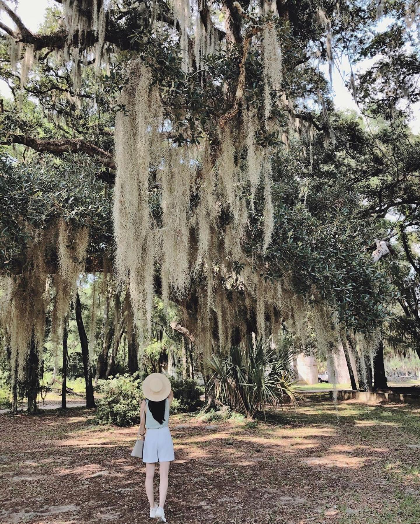 According to soapzz, Spanish moss is “nature’s party streamers” and honestly, we couldn’t agree more! 🎉 #DiscoverSC 📸📍Penn Center: soapzz