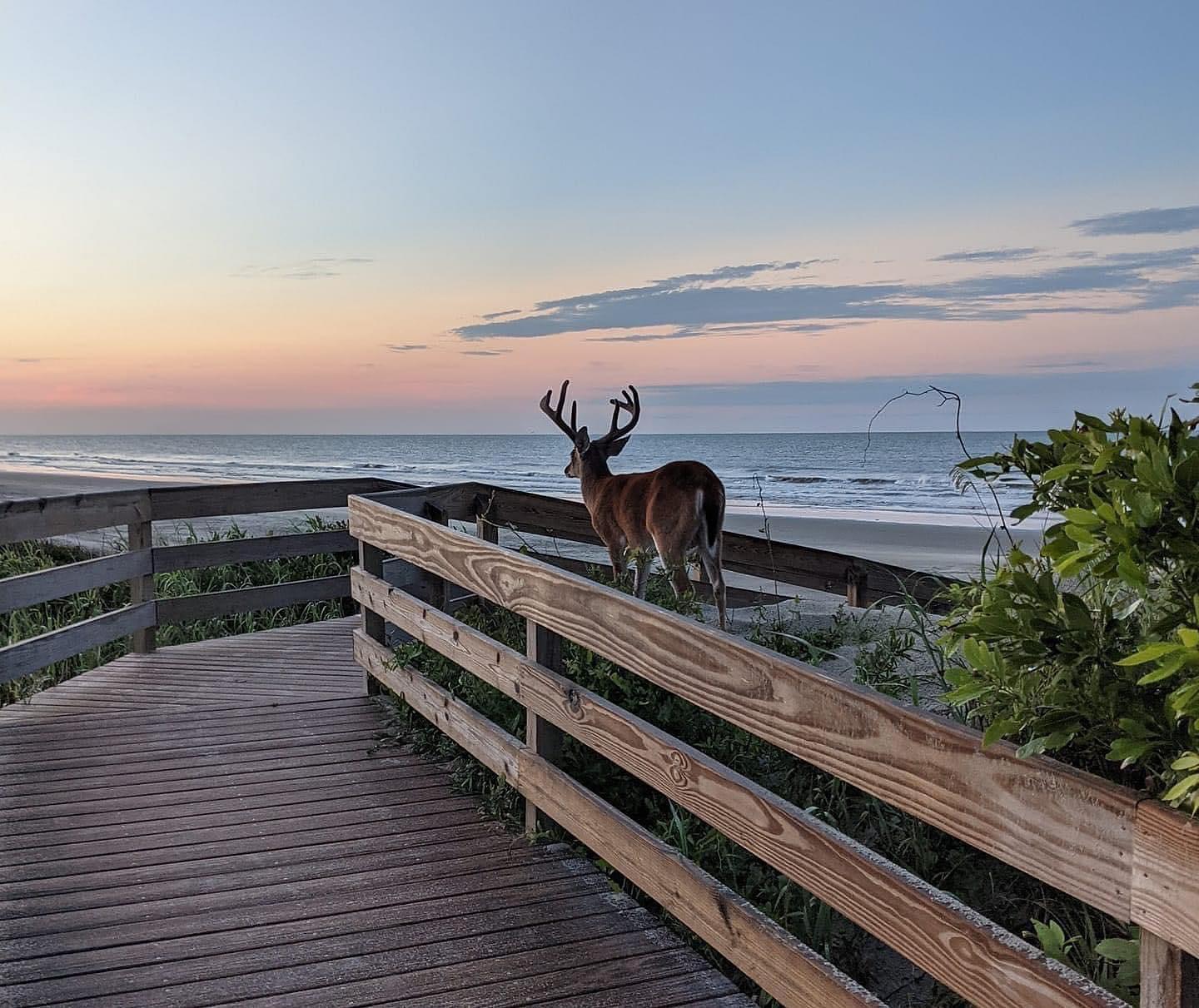 Sometimes you’re surprised by who’s sharing a sunrise with you. 

🦌 🌅🌊💙

#sunrise #deer #ocean #beach #kiawahisland #beaufortsc #lowcountry #lovewhereyoulive #nature #unbelievable #peaceful 

Photo 📸 Bo Wiseman