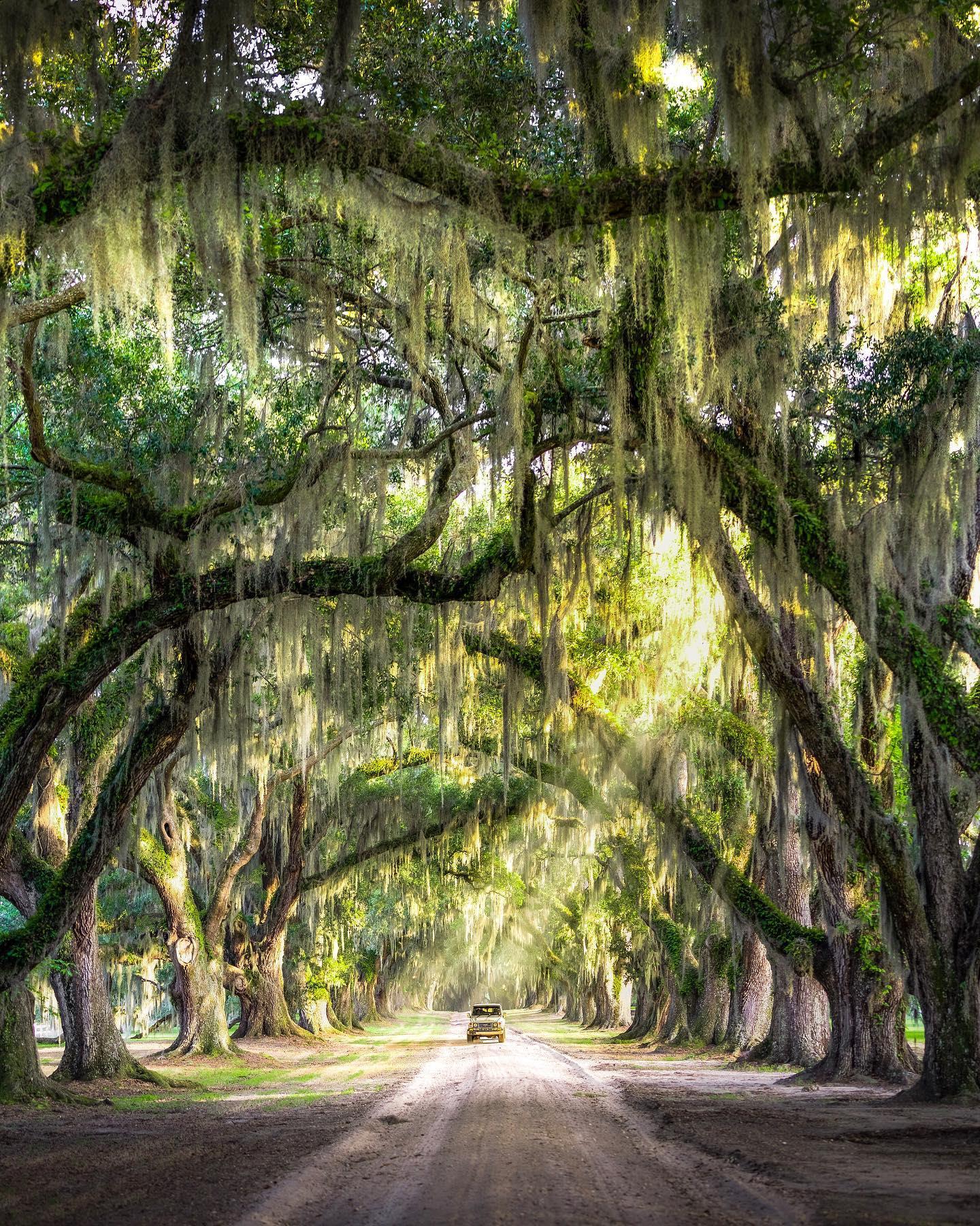 The Deep South 🐊
-
This might be the coolest tree tunnel I’ve seen.
-
-
-
#discoversc #southcarolina #southcarolina #onlyinsouthcarolina #luvbft #visithiltonhead #hiltonhead southernlivingmag #earthpix #naturegeography #discoverearth #voyaged #earthofficial #earthfocus #tourtheplanet #roamtheplanet #ourplanetdaily #sonyalpha #sonyimages #travelbucketlist #welivetoexplore #passionpassport #mylpguide #cultureIG #thegreatplanet #scstateparks #folkgreen