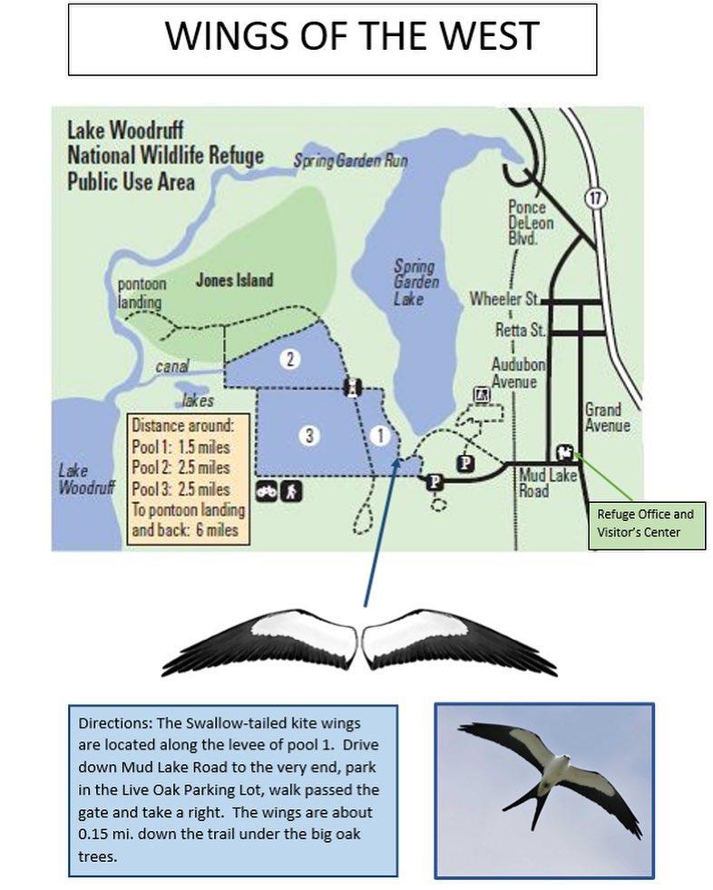 Detailed map shows where the swallow-tailed kite wings are located at Lake Woodruff National Wildlife Refuge. #WingsOfTheWest #lakewoodruffnationalwildliferefuge
