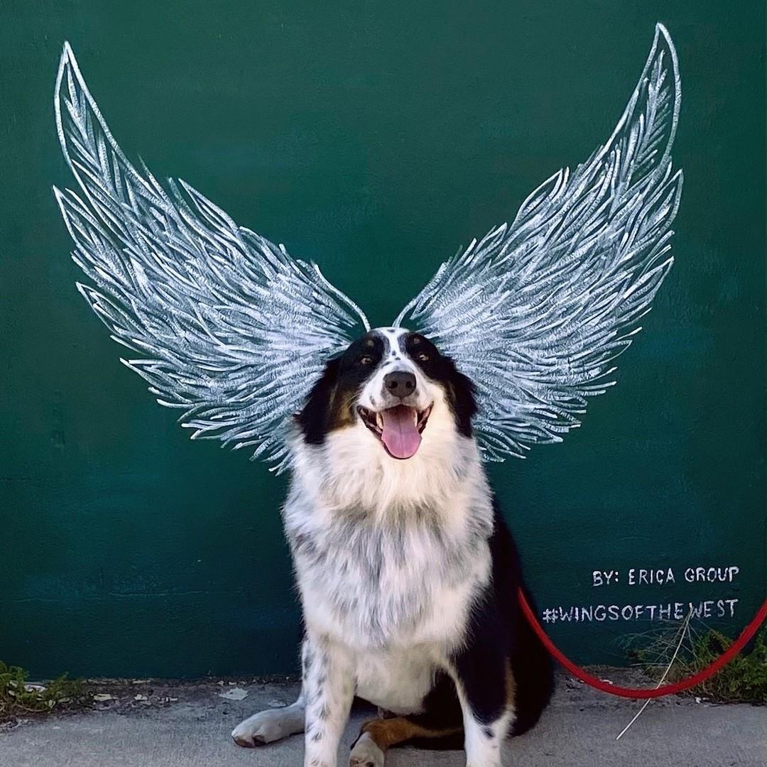 Woof woof woof woof woof woof! 🐾

[Translation: Happy National Dog Day!]

#nationaldogday #visitwestvolusia #oldfloridanewvibe #wingsofthewest #delandwings #lovefl