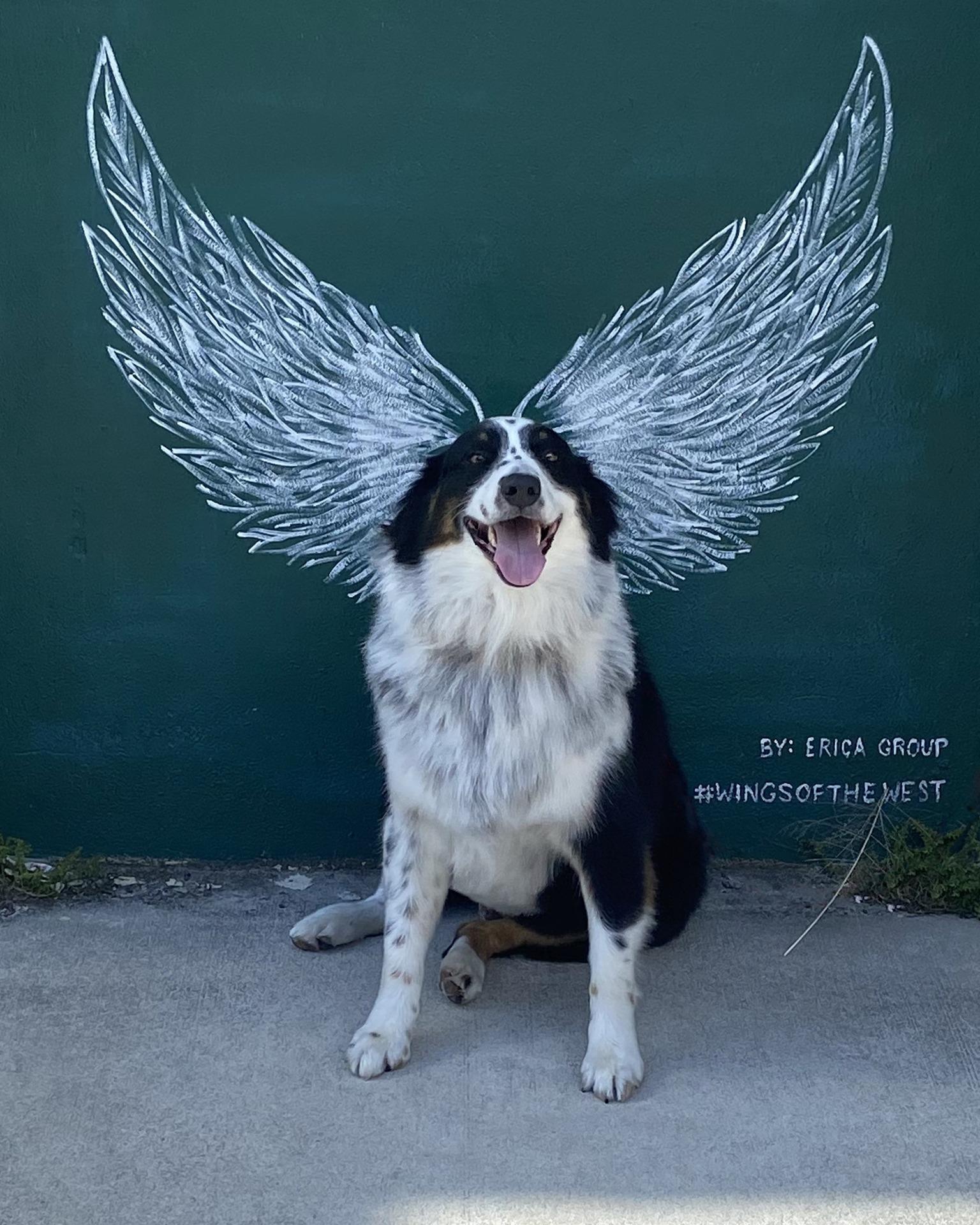 Happy National Dog Day!🐕 

#wingsofthewest #delandwings #nationaldogday #visitwestvolusia #oldfloridanewvibe