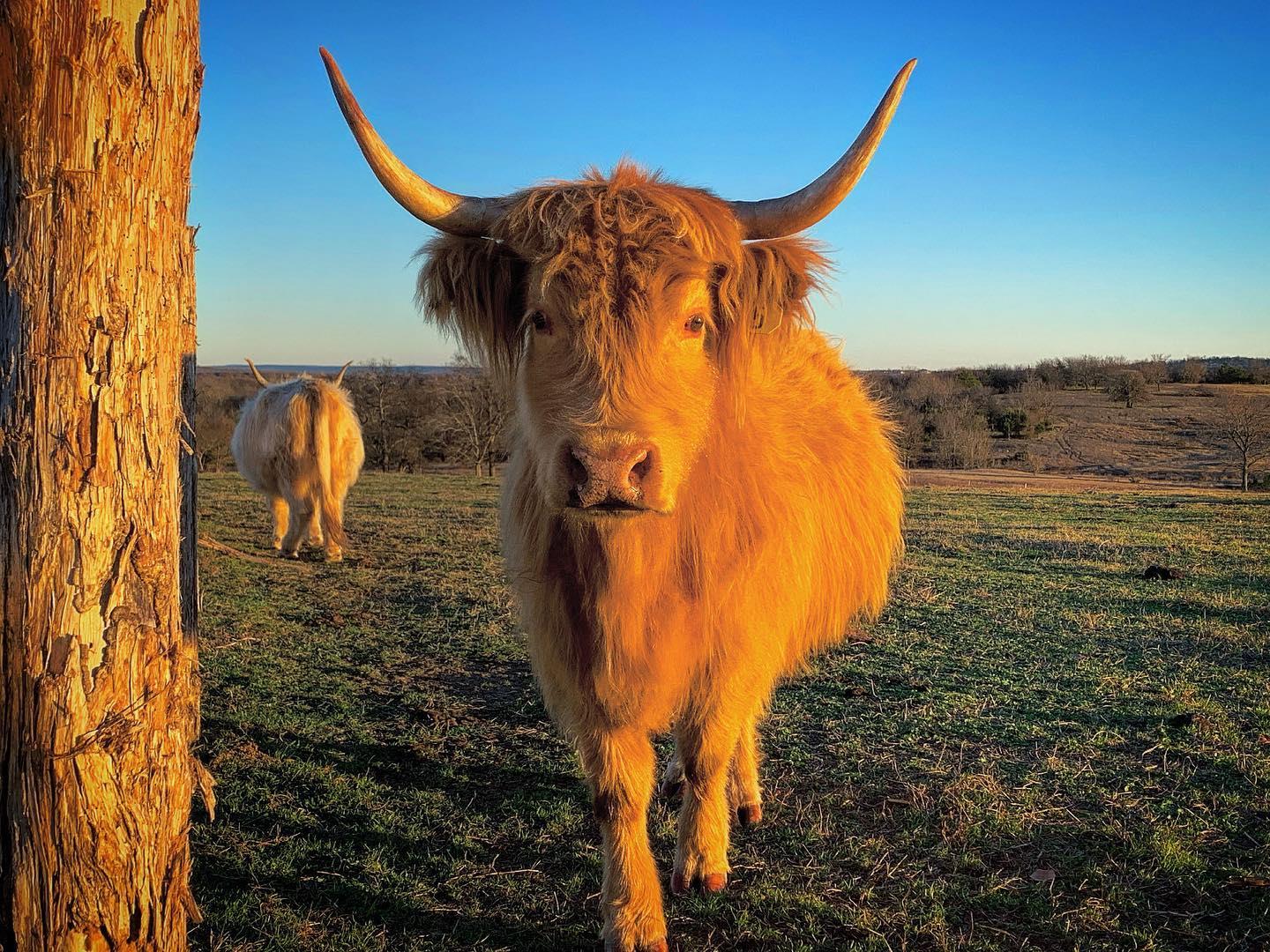#mcalestermondays #exploremcalester #discovermcalester #ranchlife #simplycountryranch #country #ranch #ranchlife #highlandcow #highlandcattle #highlandcoo #highlandcowsofinstagram #simplelife #mcalester #mcalesteroklahoma #travelok #oklahoma #oklahomatoday #discoveroklahoma #agritourism #okagritourism #tourism #McOK #moo  #photooftheday